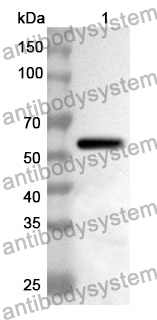 Anti-CAPN2 Polyclonal Antibody