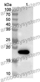 Anti-CEBPB Polyclonal Antibody