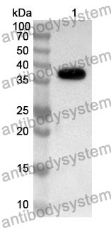 Anti-HLA-G Polyclonal Antibody