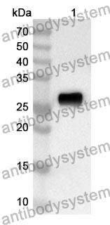 Anti-LGALS3 Polyclonal Antibody