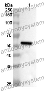 Anti-PSMC3 Polyclonal Antibody