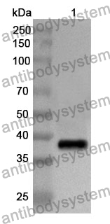 Anti-PTPN1 Polyclonal Antibody