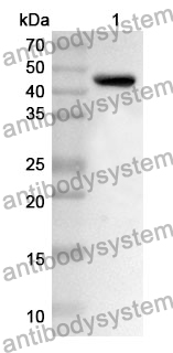 Anti-BMP7 Polyclonal Antibody