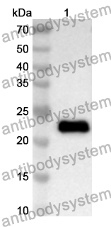 Anti-Human ARF4 Polyclonal Antibody