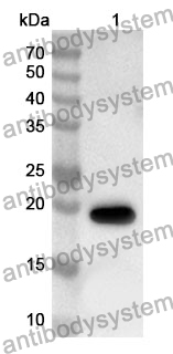 Anti-EGR1 Polyclonal Antibody