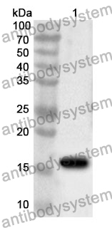 Anti-VCL Polyclonal Antibody