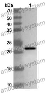 Anti-Human NELFE Polyclonal Antibody