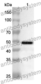 Anti-CD223/LAG3 Polyclonal Antibody