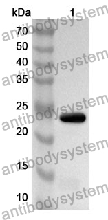 Anti-ATF1 Polyclonal Antibody