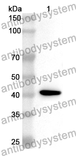 Anti-ATF4 Polyclonal Antibody