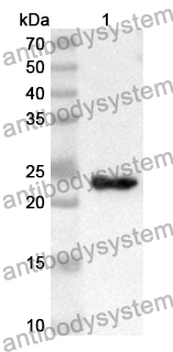 Anti-ATF6 Polyclonal Antibody