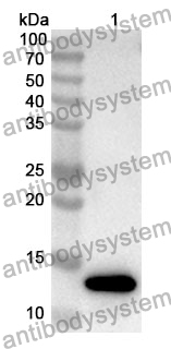 Anti-ATP5PF Polyclonal Antibody