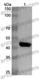 Anti-XRCC1 Polyclonal Antibody