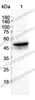 Anti-KRT15 Polyclonal Antibody