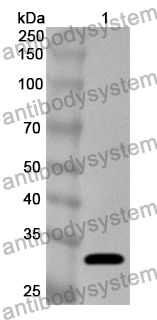 Anti-PAM Polyclonal Antibody