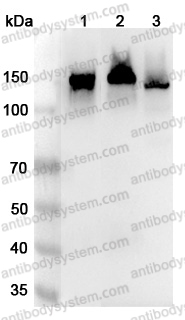 Anti-CD325/CDH2 Polyclonal Antibody