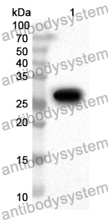 Anti-EPOR Polyclonal Antibody