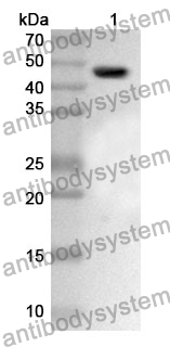 Anti-CD58 Polyclonal Antibody