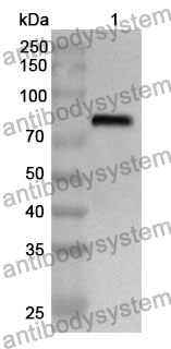 Anti-CD106/VCAM1 Polyclonal Antibody