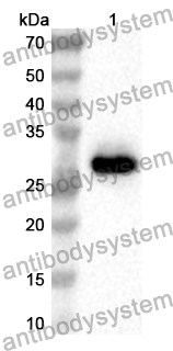 Anti-CD120a/TNFRSF1A Polyclonal Antibody