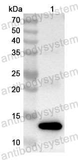 Anti-Human TFE3 Polyclonal Antibody