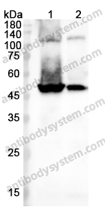 Anti-NFKB1 Polyclonal Antibody