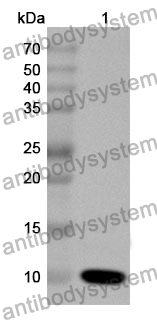 Anti-CXCL2/GRO-beta/MIP2-alpha Polyclonal Antibody