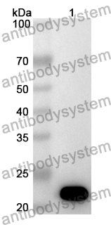 Anti-Human POU3F3 Polyclonal Antibody