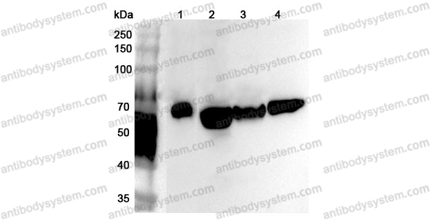 Anti-Human NR1D1 Polyclonal Antibody