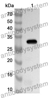 Anti-MX1 Polyclonal Antibody