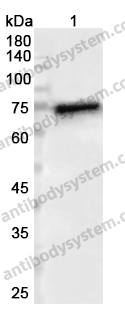 Anti-MX1 Polyclonal Antibody