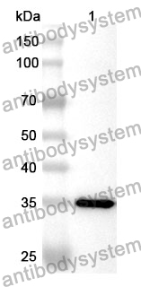 Anti-MX2 Polyclonal Antibody