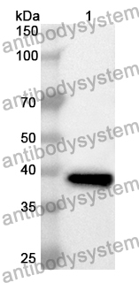 Anti-COX5A Polyclonal Antibody