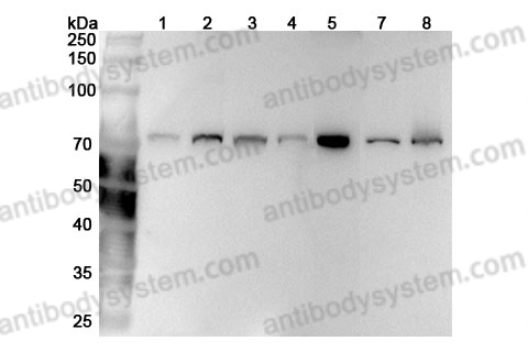 Anti-LMNB1 Polyclonal Antibody