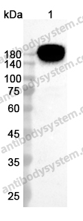 Anti-CD11a/ITGAL Polyclonal Antibody