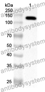 Anti-CD11c/ITGAX Polyclonal Antibody