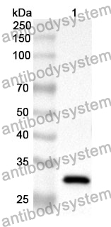 Anti-GZMH Polyclonal Antibody