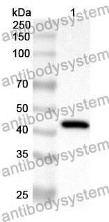 Anti-PZP Polyclonal Antibody