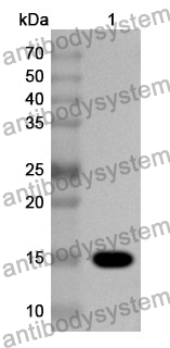 Anti-NTF3 Polyclonal Antibody