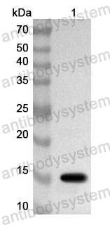 Anti-NTF3/NGF2 Polyclonal Antibody