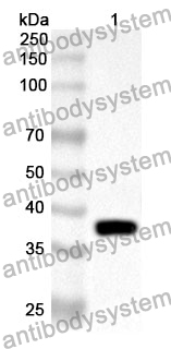 Anti-MAG Polyclonal Antibody