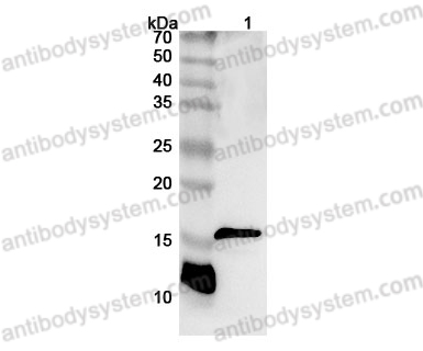 Anti-CD247/CD3Z Polyclonal Antibody