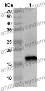 Anti-PTN Polyclonal Antibody