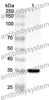 Anti-FPR1 Polyclonal Antibody