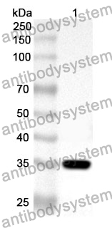 Anti-SYT1 Polyclonal Antibody