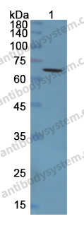 Anti-CD73/NT5E Polyclonal Antibody