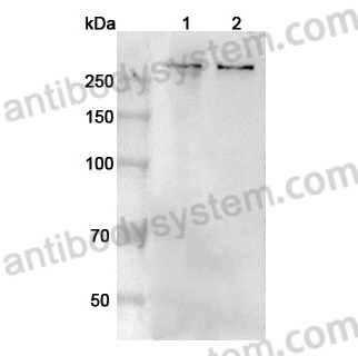 Anti-Human TAF1 Polyclonal Antibody