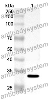 Anti-CD204/MSR1 Polyclonal Antibody