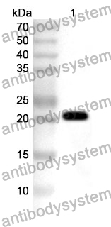 Anti-FGF7 Polyclonal Antibody