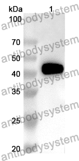 Anti-CD332/FGFR2 Polyclonal Antibody